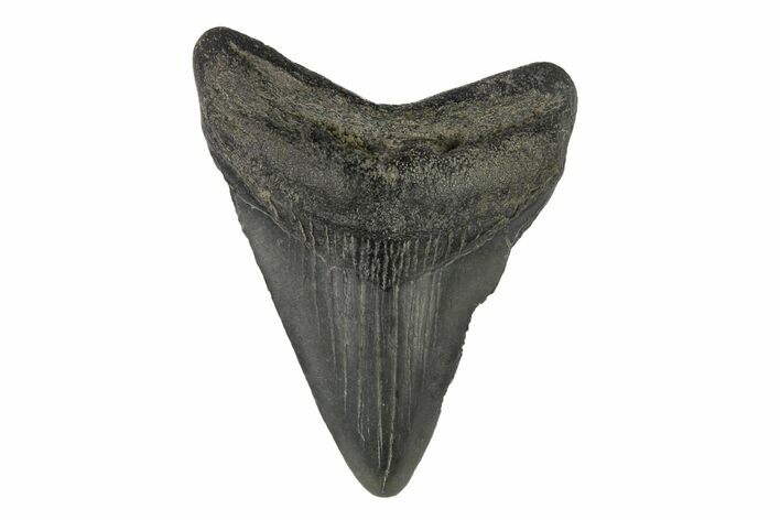 Juvenile Megalodon Tooth - South Carolina #171199